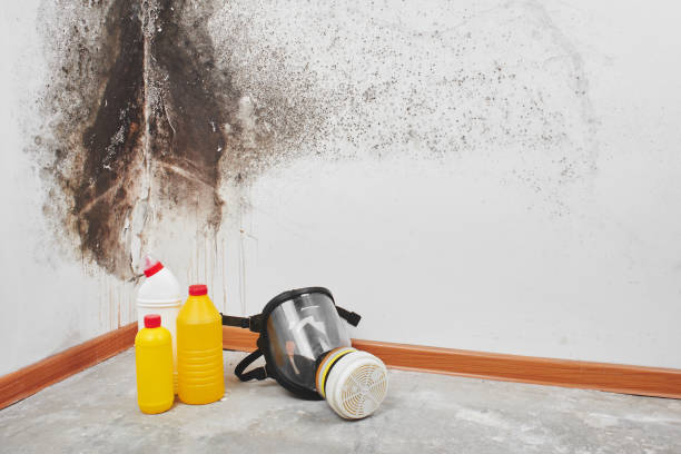 Best Industrial Mold Remediation in Pinehurst, TX
