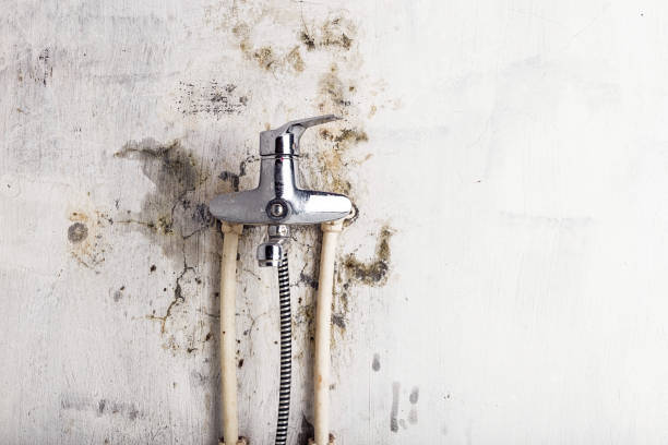 Best Preventive Mold Services in Pinehurst, TX