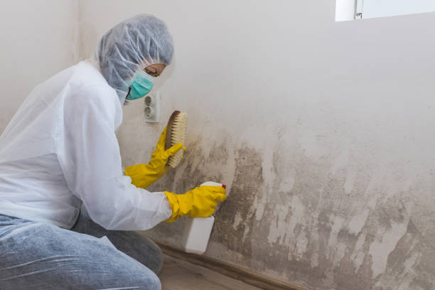 Best Mold Testing and Inspection Services in Pinehurst, TX