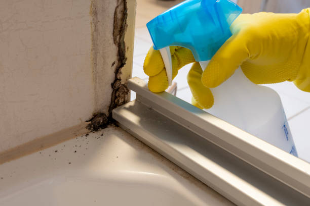 Best Post-Flood Mold Remediation in Pinehurst, TX