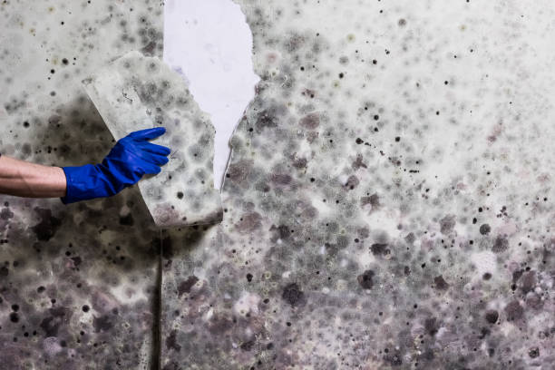 Best Residential Mold Remediation in Pinehurst, TX