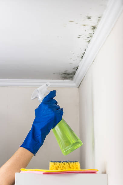 Best White Mold Remediation in Pinehurst, TX
